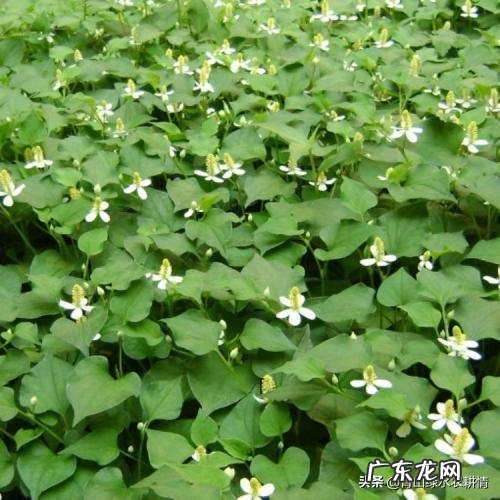 鱼腥草什么样子?