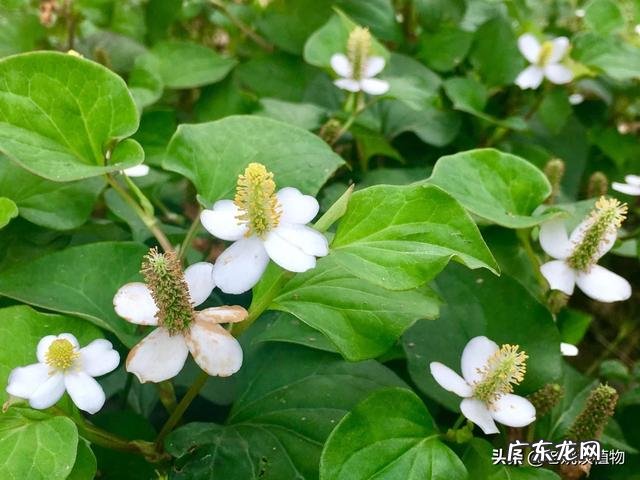 鱼腥草什么样子?