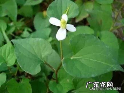 鱼腥草什么样子?