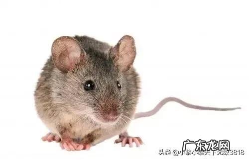 十二生肖因为什么而改变?