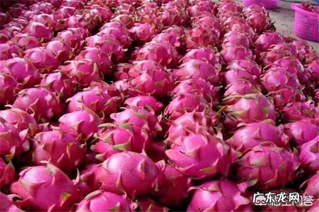 吃了红心火龙果后,尿液是红色的,是什么原因?应该怎么办?