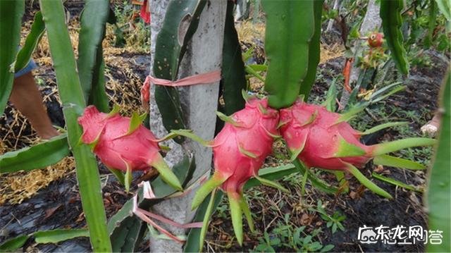 吃了红心火龙果后,尿液是红色的,是什么原因?应该怎么办?