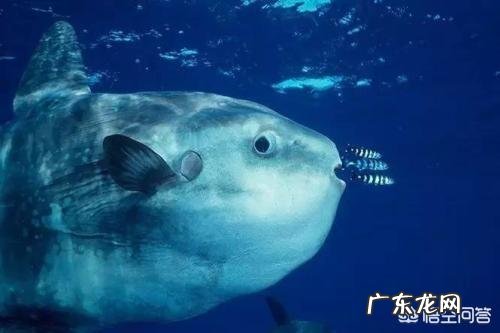 哺乳动物为什么比卵生动物及其它高级?