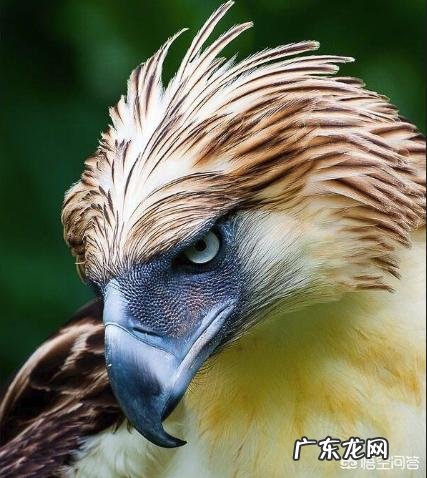 哺乳动物为什么比卵生动物及其它高级?