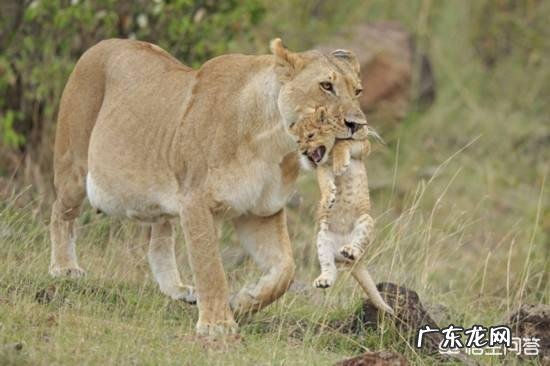 哺乳动物为什么比卵生动物及其它高级?