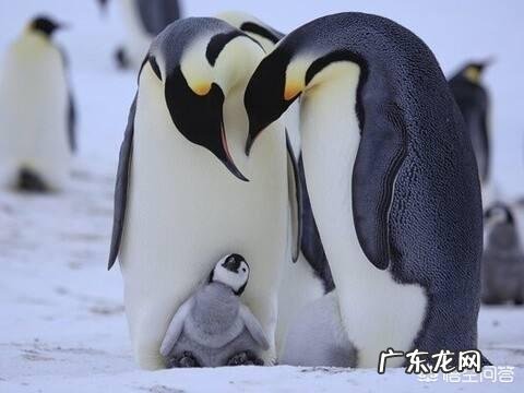 哺乳动物为什么比卵生动物及其它高级?