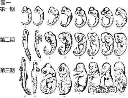 哺乳动物为什么比卵生动物及其它高级?