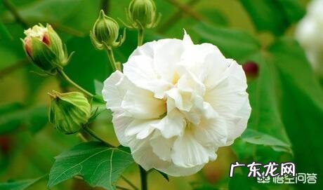 如何用诗词来拒绝“矮穷矬”的追求?