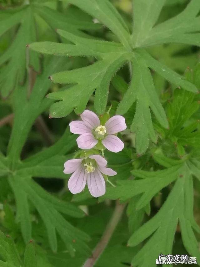 如何用诗词来拒绝“矮穷矬”的追求？