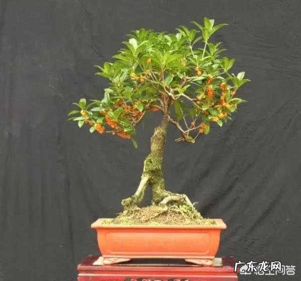 桂花树如何种植?桂花树家庭盆栽养法有哪些?