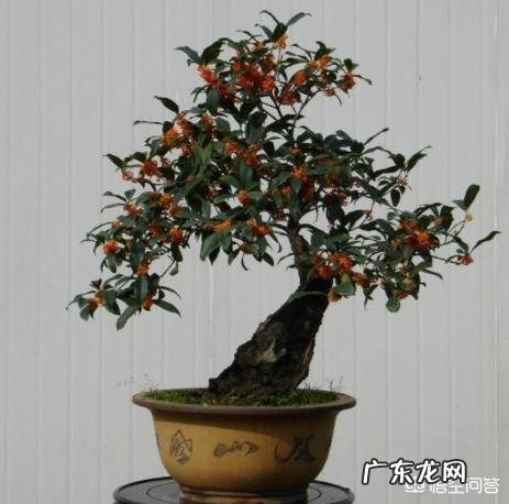 桂花树如何种植?桂花树家庭盆栽养法有哪些?