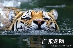 为什么有人觉得平时看到的老虎都感觉很干净,而狮子却感觉脏兮兮的?