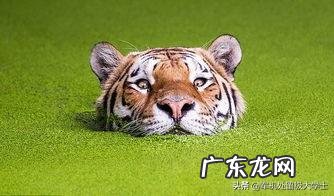 为什么有人觉得平时看到的老虎都感觉很干净,而狮子却感觉脏兮兮的?