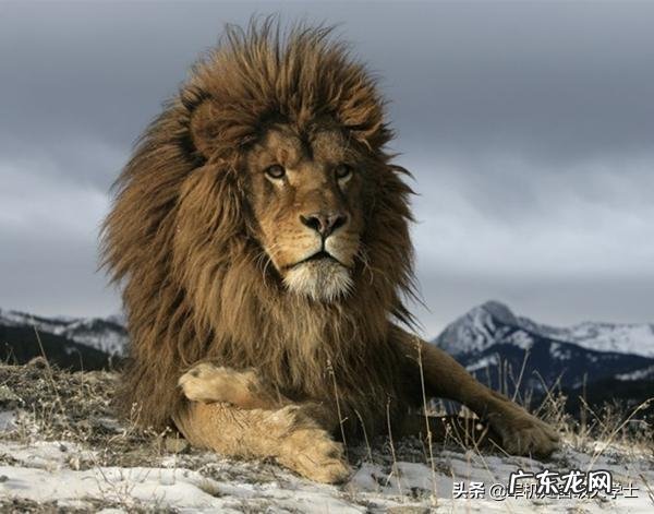 为什么有人觉得平时看到的老虎都感觉很干净,而狮子却感觉脏兮兮的?