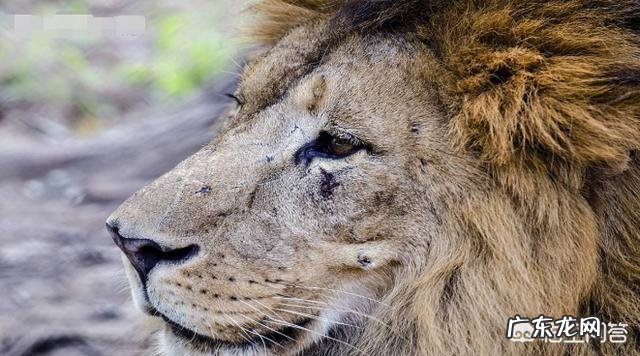 为什么有人觉得平时看到的老虎都感觉很干净,而狮子却感觉脏兮兮的?