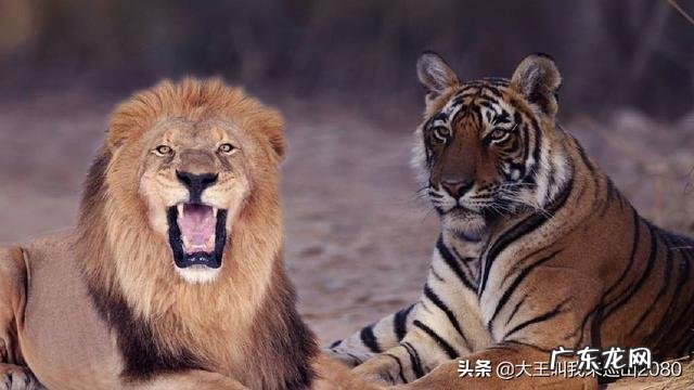 为什么有人觉得平时看到的老虎都感觉很干净,而狮子却感觉脏兮兮的?