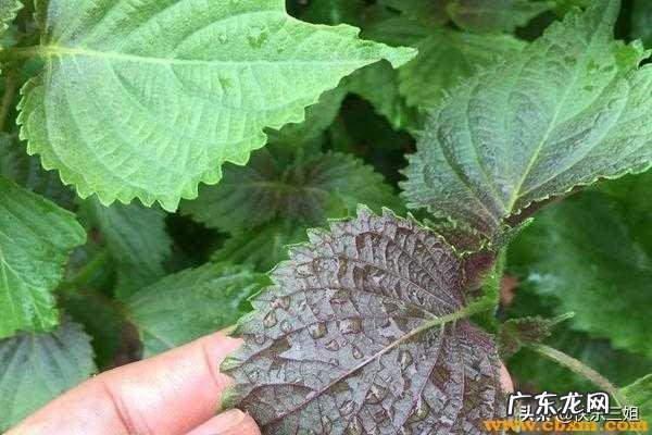 紫苏泡姜的正确做法是什么?