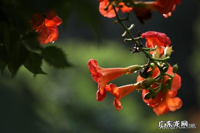 你眼里的凌霄花是什么样的？如何赞美它？