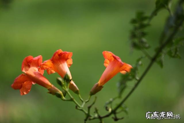 你眼里的凌霄花是什么样的？如何赞美它？