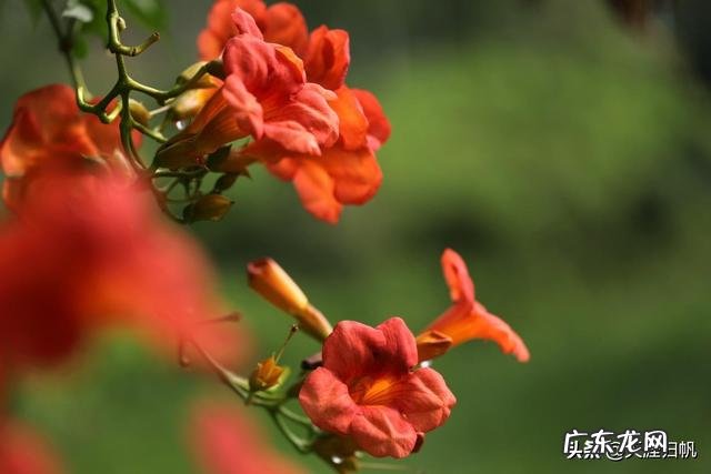 你眼里的凌霄花是什么样的？如何赞美它？