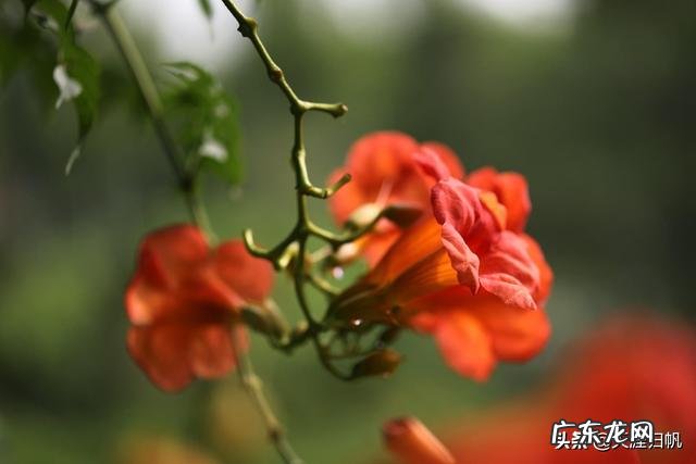 你眼里的凌霄花是什么样的？如何赞美它？