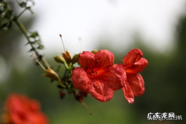 你眼里的凌霄花是什么样的？如何赞美它？