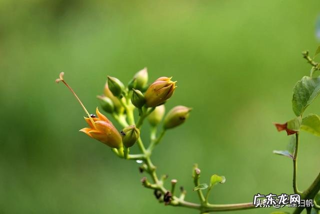 你眼里的凌霄花是什么样的？如何赞美它？