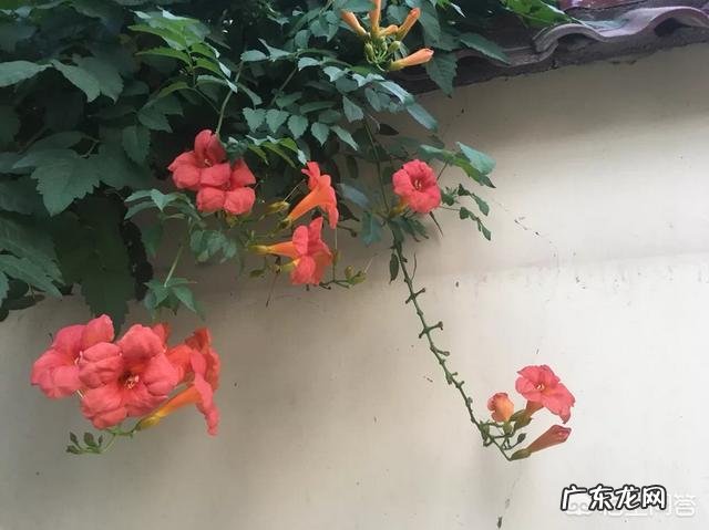 凌霄花可以泡水喝吗?凌霄花泡水喝的好处有哪些?