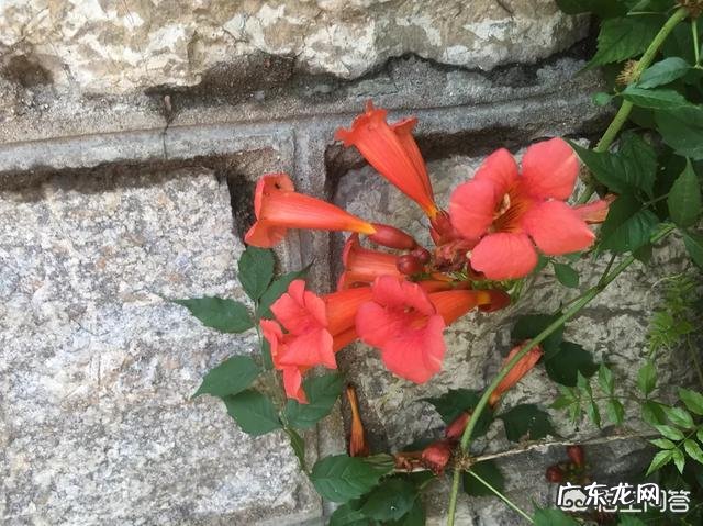 凌霄花可以泡水喝吗?凌霄花泡水喝的好处有哪些?