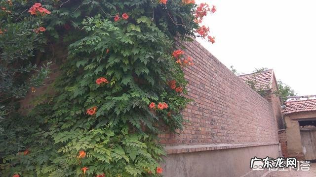 凌霄花可以泡水喝吗?凌霄花泡水喝的好处有哪些?