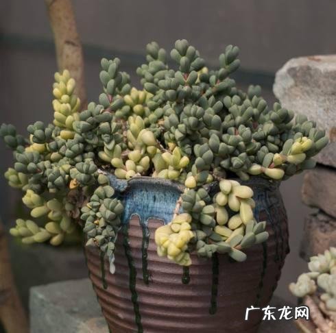 鹿角海棠多肉怎样修根?