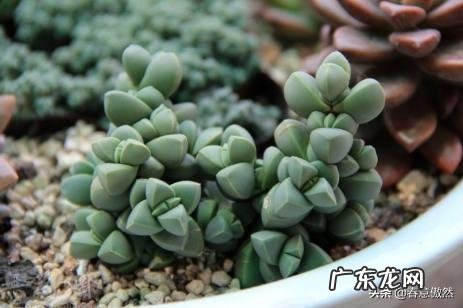 鹿角海棠多肉怎样修根?