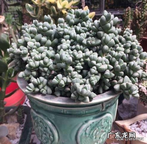 鹿角海棠多肉怎样修根?