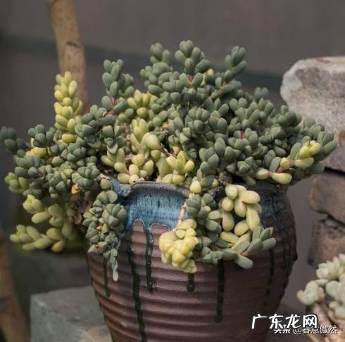 鹿角海棠多肉怎样修根?