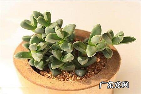 鹿角海棠多肉怎样修根?