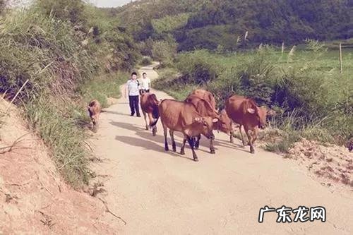 湖北一小偷入户偷牛被牛顶死，家属索赔50万元，对此你怎么看？