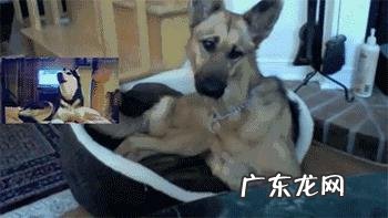 德牧夏天没胃口能吃蜂蜜吗,德牧夏天没食欲能吃什么?