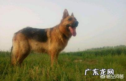 德牧夏天没胃口能吃蜂蜜吗，德牧夏天没食欲能吃什么？