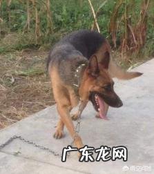 德牧夏天没胃口能吃蜂蜜吗,德牧夏天没食欲能吃什么?