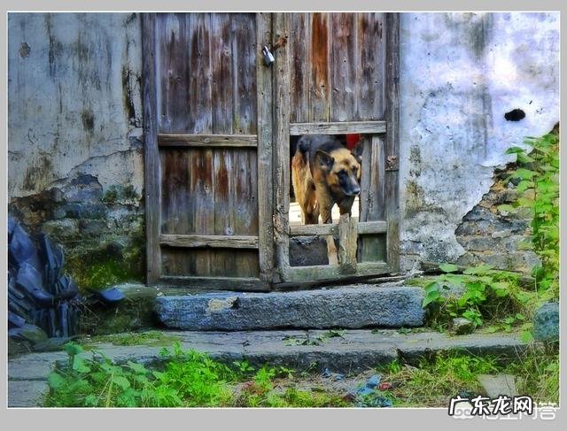 德牧夏天没胃口能吃蜂蜜吗,德牧夏天没食欲能吃什么?