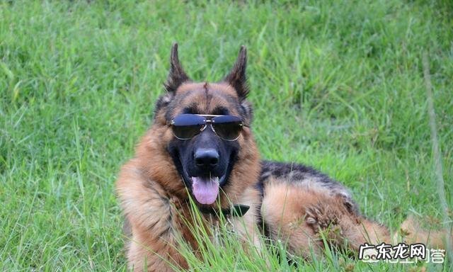 德牧夏天没胃口能吃蜂蜜吗,德牧夏天没食欲能吃什么?