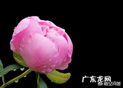 新买的牡丹刚半月,冬天怎么养护?