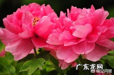 新买的牡丹刚半月,冬天怎么养护?