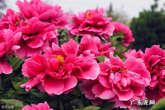 新买的牡丹刚半月,冬天怎么养护?