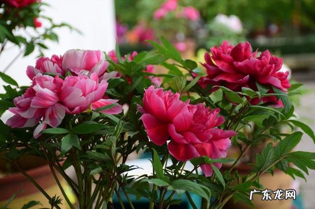 新买的牡丹刚半月,冬天怎么养护?