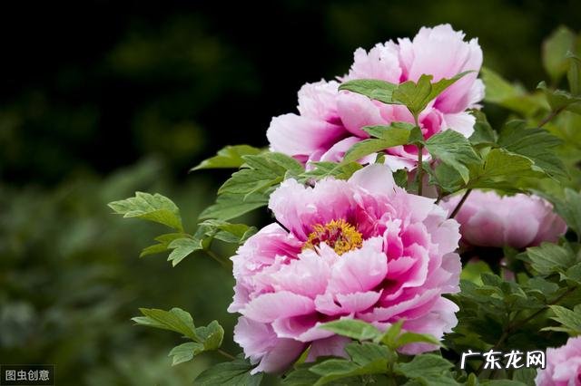 新买的牡丹刚半月，冬天怎么养护？