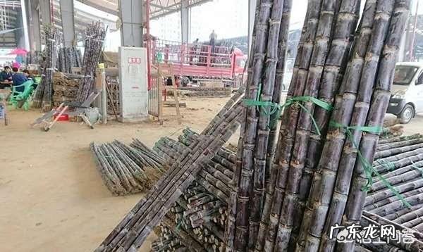 哪里的甘蔗好吃?