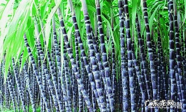 哪里的甘蔗好吃?