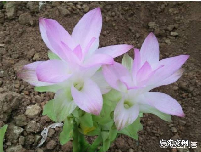 有些古代帝王死后,其灵柩需要放置几个月才下葬,他们不担心尸体会腐烂吗?