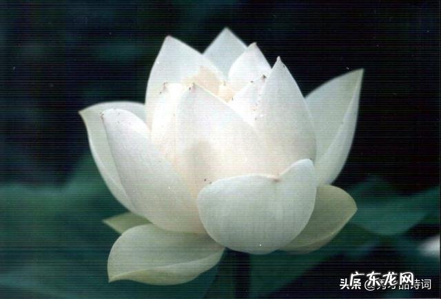 你最喜欢的描写夏天的诗词句是什么?